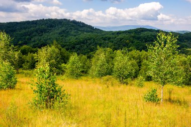 Güneşli bir günde çimenli tepede ağaçlar. Yazın dağlık Transcarpathia manzarası 