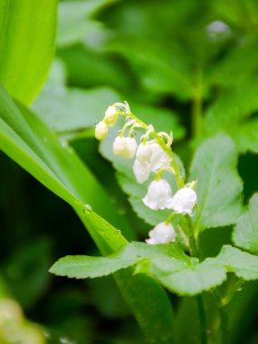 Convallaria majalis bitkisi baharda çiçek açar. Vadi çiçeğinin zambağı yeşil yaprakların arasında. Bahçede güzel bir arka plan.