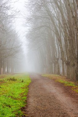 Sisli bir günde parkın içinde çakıl yolu. Baharın başı ya da karsız kış ortamı. Korku ve belirsizlik kavramı