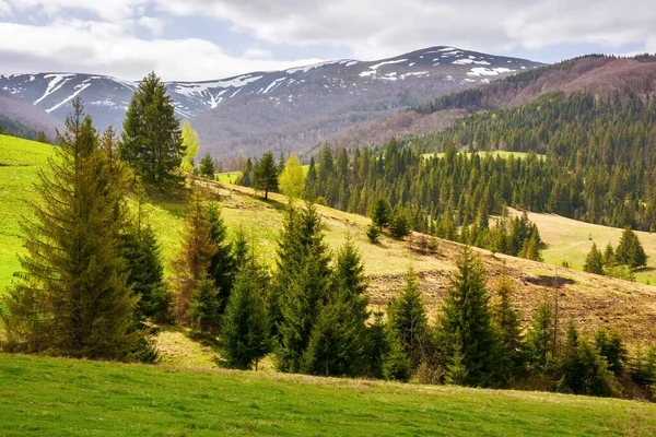 İlkbaharda Karpat kırsalının güzel manzarası. Ukrayna 'nın dağlık kırsal manzarası, orman kayan tepeler ve çimenli çayırlar, bulutlu bir günde, benekli ışıkta.