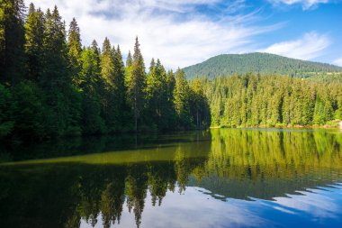 Kıyıdaki kozalaklı orman suya yansıyor. Alp manzaralı, sabah vakti sinnevyr Milli Parkı gölü. Yazın Ukraynalı Karpatların popüler seyahat yeri 