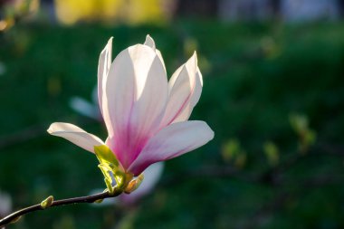 Akşam ışığında çiçek açan manolya ağacının pembe tomurcuğunun yakın çekimi. güzel doğa arkaplanı