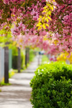 Sokak boyunca çiçek açmış sakura ağaçları. Uzhorod 'da kiraz çiçeği mevsimi, transcarpathia. Hanami 'yi Ukrayna' da kutluyoruz. Baharın güneşli bir gününde çimenli çimenli yeşil şehir manzarası
