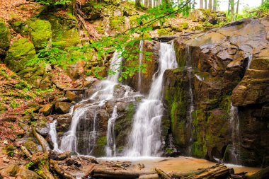 İlkel kayın ormanlarındaki şelale skakalo baharda Karpat Dağları 'nda. Kayaların arasından yemyeşil su akıntısı