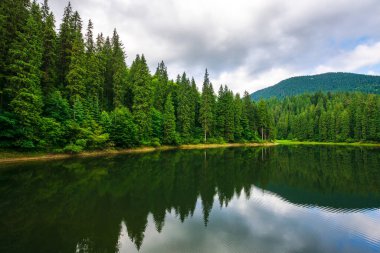 Yazın Sinnevyr Milli Parkı Gölü. Karpat dağlarının ormanlık tepeleri sakin su yüzeyini yansıtıyor. Hava bulutlu. Ukrayna 'nın popüler seyahat hedefi
