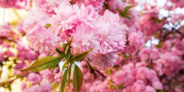 Güneşli bir günde Kwanzan Sakura 'nın kiraz çiçekleri. Bahar tatili