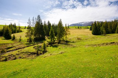 Baharda çimenli tepenin üzerindeki kozalaklı ağaçlar. Mavi gökyüzünün altında bulutlu, karlı tepeleri olan bir dağ sırası. Güneşli bir günde güzel bir Karpatya kırsalı