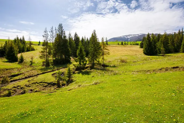 Baharda çimenli tepenin üzerindeki kozalaklı ağaçlar. Mavi gökyüzünün altında bulutlu, karlı tepeleri olan bir dağ sırası. Güneşli bir günde güzel bir Karpatya kırsalı