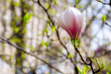 Manolya 'nın bir dalı sabah ışığında çiçek açar. Parkta bahar doğası geçmişi