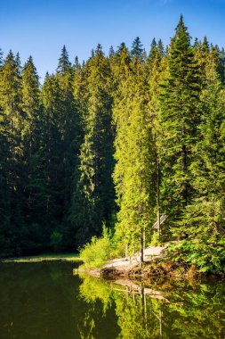 Karpat Dağları 'ndaki Alp Gölü Synevyr. Sabah ışığında sakin sulara yansıyan kozalaklı ormanlarla dolu yaz manzarası. Transcarpathia ve Ukrayna 'nın popüler turistik cazibesi