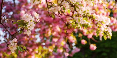 Sabah ışığında çiçek açmış elma dalıyla. İlkbaharda yemyeşil çiçek arkaplan