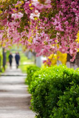 Sokak boyunca çiçek açmış sakura ağaçları. Uzhorod 'da kiraz çiçeği mevsimi, transcarpathia. Hanami 'yi Ukrayna' da kutluyoruz. Baharın güneşli bir gününde yeşil şehir manzarası
