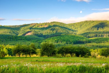 İlkbaharda Karpatya kırsal manzarası. Ukrayna 'nın dağlık kırsal manzarası. Sabahları hafif bulutlu mavi gökyüzünün altında, ormanlık bir tepenin önünde çimenli bir tarla var.
