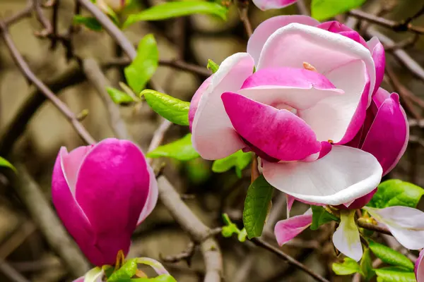 Lila Magnolia Lililiiflora Full Blom Närbild Natur Bakgrund Våren — Stockfoto