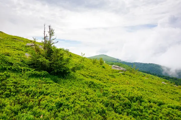 Paisagem Montanhosa Natureza Dia Nublado Árvore Abeto Colina Alpina Gramada — Fotografia de Stock