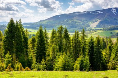 Baharda Transcarpathia manzarası. Çimenli tepedeki ağaçların manzarası. Saf yeşil çevre. Bulutlu bir gökyüzünün altında güneşli bir gün. Borzhava sırtı uzakta.
