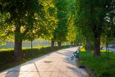 Kestane ağaçlarıyla dolu bir cadde. Asfaltlı bir patikanın kenarındaki bankta. Sabah ışığında Uzhorod şehrinin güzel şehir bahar manzarası
