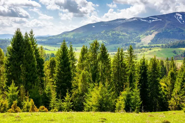 Baharda Transcarpathia manzarası. Çimenli tepedeki ağaçların manzarası. Saf yeşil çevre. Bulutlu bir gökyüzünün altında güneşli bir gün. Borzhava sırtı uzakta.