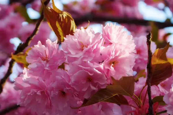 Detailní Záběr Třešňového Květu Větev Sakury Plném Květu Jarní Zahrada — Stock fotografie