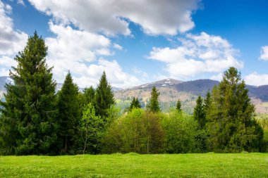 Baharda Transcarpathia manzarası. Çimenli tepedeki ağaçların manzarası. Saf yeşil çevre. Bulutlu bir gökyüzünün altında güneşli bir gün. Borzhava sırtı uzakta.