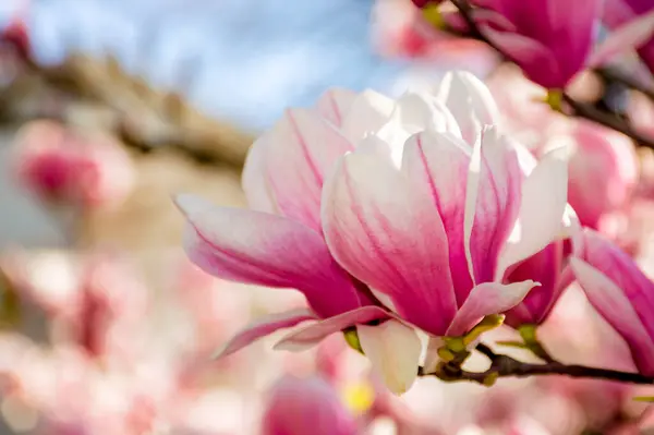 Stora Rosa Blommor Magnolia Soulangeana Träd Full Blom Vacker Närbild — Stockfoto