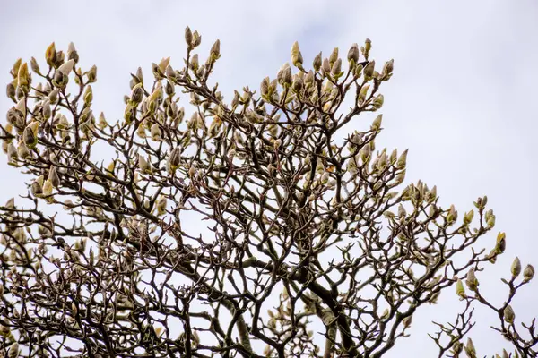 지점에 Magnolia Soulangeana 화창한 하늘에 나무와 로열티 프리 스톡 이미지
