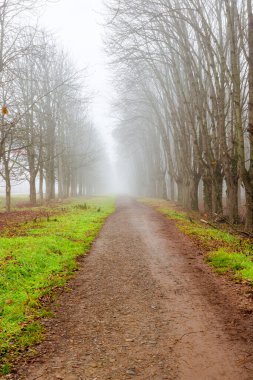 Parktaki patika. Siste yapraksız ağaçlar. gizemli hava