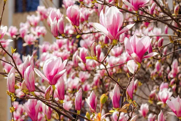大的粉红色的木兰花 开满了盛开的木兰花 春天一个阳光灿烂的日子里 美丽的特写背景 图库图片