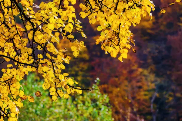 Κίτρινο Φύλλωμα Στο Φθινόπωρο Δάσος Όμορφο Φόντο Της Φύσης Εικόνα Αρχείου