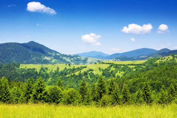 夏の山岳カルパティアの田園風景 スプルースの森は 草原の丘を見た ウクライナの高地での夏休み 遠くの田舎から見ると ストックフォト