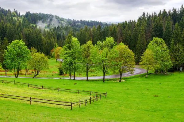 阴云密布的日子里 乡村的风景 森林覆盖的山峦 红豆杉 红豆杉的针叶林 草地山上的木制栅栏 春天的雨天 图库照片