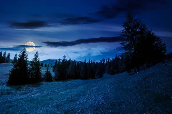 Karpatya Kırsalının Çimenli Tepeleri Çayırlarındaki Kozalaklı Orman Geceleri Karla Kaplı Stok Fotoğraf
