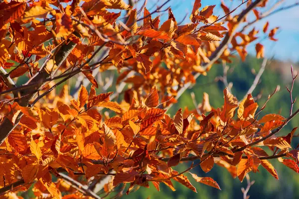 Orangefarbenes Laub Ast Herbst Schöne Natur Hintergrund Stockfoto