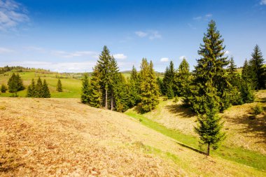 Baharda Karpat kırsalındaki çimenli tepelerde ve çayırlarda kozalaklı ağaçlar. Güneşli bir günde Ukrayna kırsalının manzarası