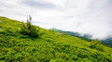 Çimenli tepedeki köknar ağacı. Ukrayna 'nın alp manzarası. Karpat Dağları Yazın bulutlu bir günde