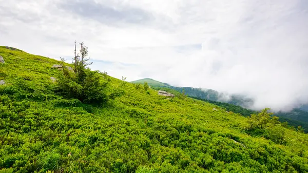 Dennenboom Grasheuvel Alpenlandschap Van Ukraïne Karpaten Bergen Een Bewolkte Dag — Stockfoto