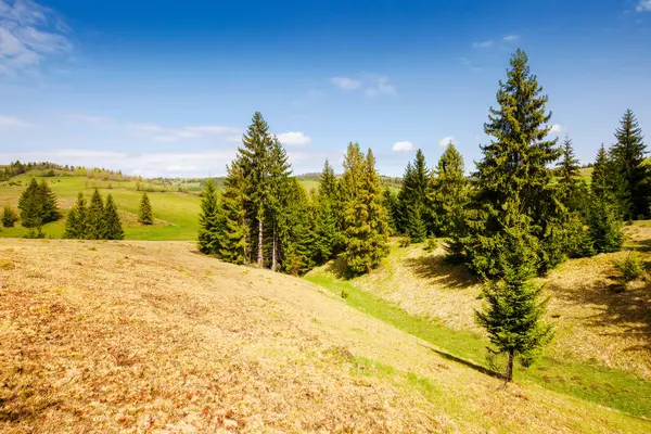 Drzewa Iglaste Trawiastych Wzgórzach Łąkach Karpackiej Wsi Wiosną Wiejski Krajobraz Zdjęcia Stockowe bez tantiem