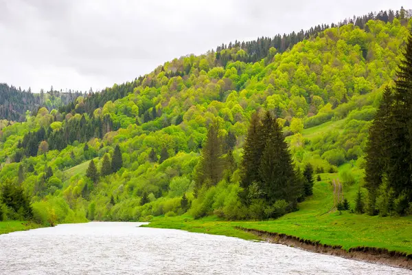 河流流过喀尔巴阡山脉的山谷 在阴天 美丽的风景 春天有森林覆盖的海岸 图库照片