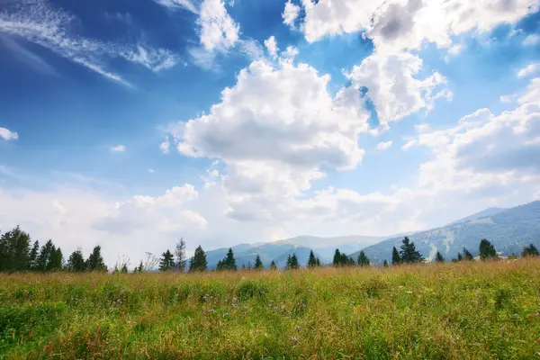 夏の山岳カルパティアの田園風景 スプルースの森は ふわふわのコードが付いている青空の下の草のアルプスの丘を見ました イギリスの高地での夏休み ストック画像