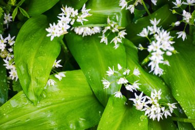 wild bear garlic blooming. healthy super food. herb with green leaves in morning dew clipart