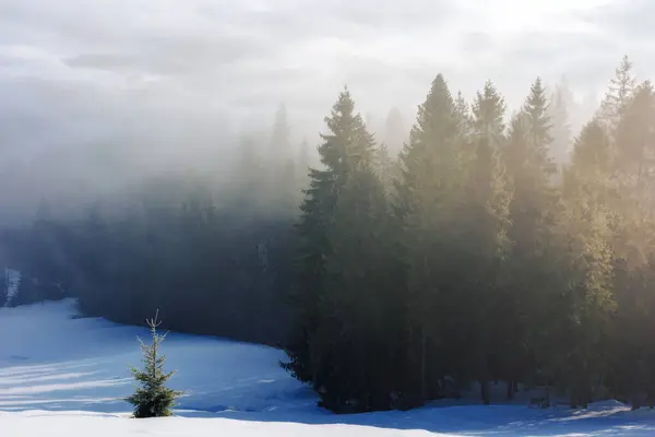 冬の風景 霧の朝にフーロストの森で 雪に覆われた丘の上の木が付いている風景 ストック画像