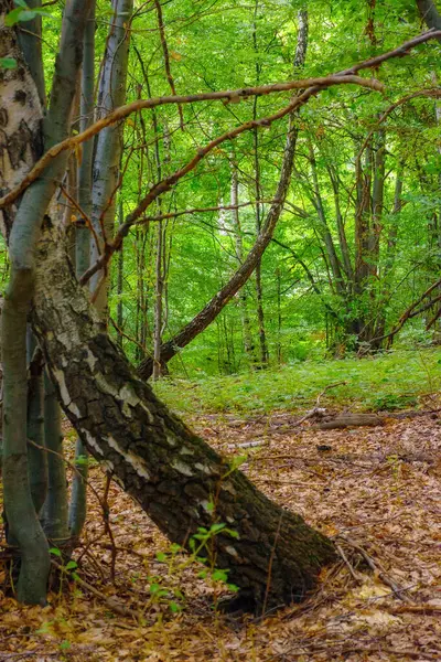 カルパチアの森の自然の風景を探索してください 木の間を 緑の葉を持つ自然背景 ロイヤリティフリーのストック写真