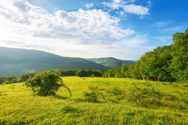 Tepedeki Kayın Ormanlarının Arasındaki Çimenli Çayır Yazın Dağlık Ukrayna Manzarası Telifsiz Stok Imajlar