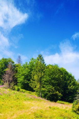 Yazın dağlık kır manzarası. Çimenli bir tepenin üzerindeki kozalaklı orman. Güneşli bir günde, bulutlu mavi gökyüzünün altında güzel bir Karpatya manzarası.