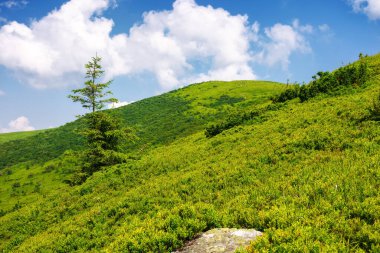 Çimenli yamaçta çam ağacı. Sabah ışığında Ukrayna 'nın güzel dağ manzarası. Yazın Carpathian tatili
