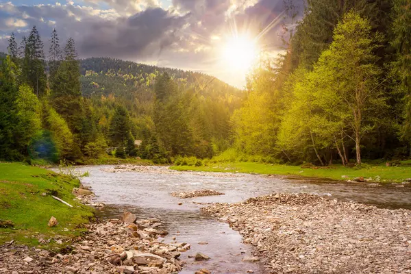 Gün batımında ormandaki dağ nehri. İlkbaharda Karpatya manzarası. Akşam ışığında güzel doğa manzarası