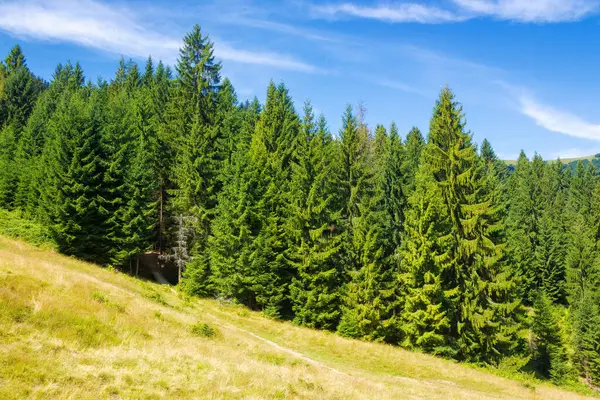 Ορεινό Τοπίο Της Υπαίθρου Καλοκαίρι Κωνοφόρα Δάση Ένα Καταπράσινο Λόφο Εικόνα Αρχείου
