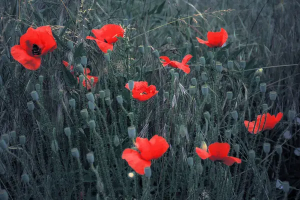 Κόκκινες Παπαρούνες Στο Χωράφι Εικόνες Υποβάθρου Για Την Ημέρα Μνήμης Royalty Free Φωτογραφίες Αρχείου