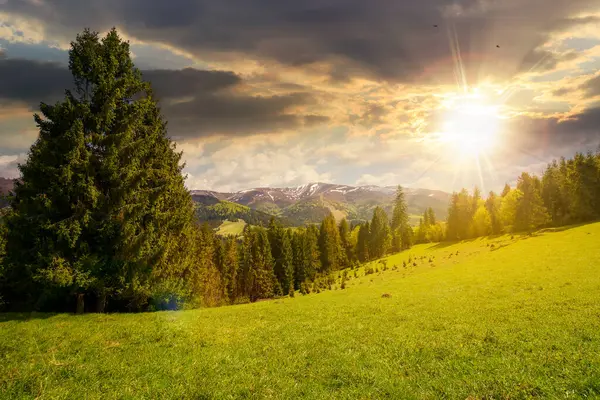 Forest Grassy Hill Sunset Beautiful Nature Landscape Spring Snow Capped Stock Photo