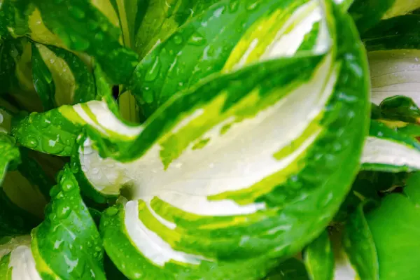 Πράσινο Φυτό Σταγόνες Βροχής Άνοιξη Φρέσκο Φυσικό Περιβάλλον Closeup Φόντο Royalty Free Φωτογραφίες Αρχείου